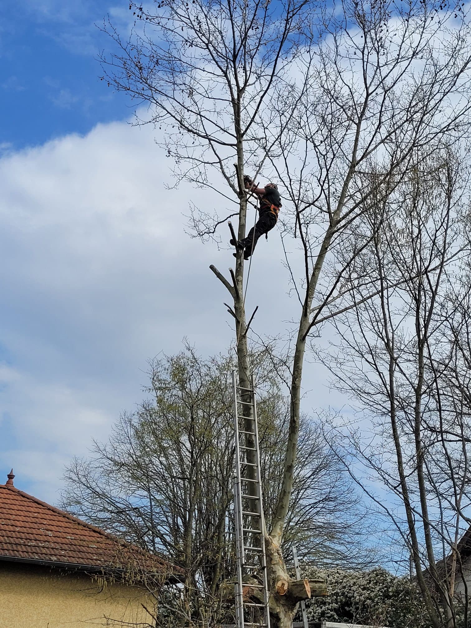 Neven Mousseau, grimpeur élagueur paysagiste à Lyon, en intervention dans un arbre