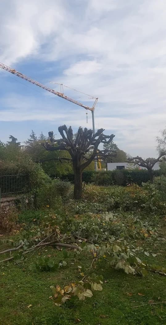Le même arbre après élagage, couronne allégée