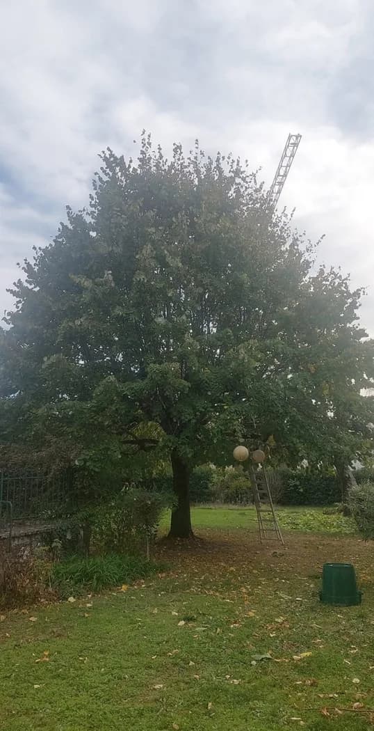 Arbre avant élagage, couronne trop dense