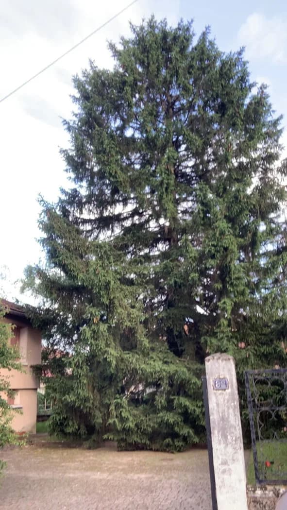 Épicéa à abattre près d’une habitation