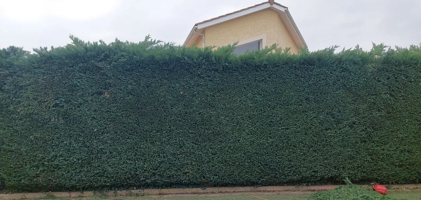 Longue haie de thuyas taillée droite devant une maison
